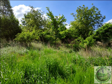 Działka rolna Biały Kościół