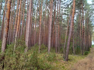 Działka Wyszków