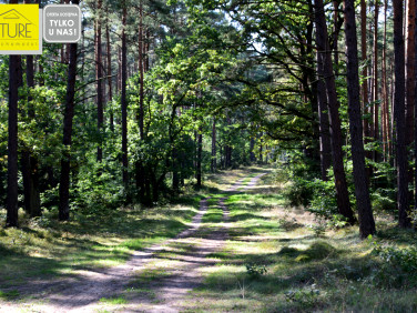 Działka Wycinki