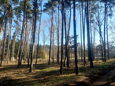 Działka usługowa Jerzykowo