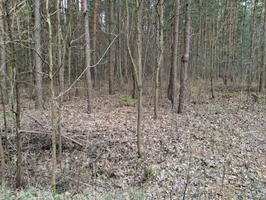 Działka leśna Grabina Radziwiłłowska sprzedam