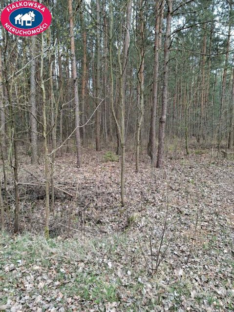 Działka leśna Grabina Radziwiłłowska sprzedam