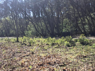 Działka budowlana Wołomin