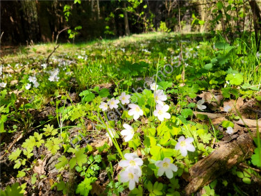 Działka budowlana Gójszcz