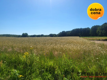 Działka budowlana Kikorze