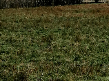 Działka rolna Izbica