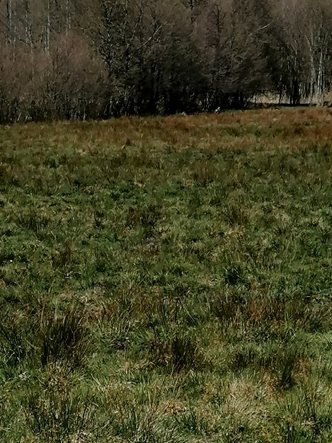 Działka rolna Izbica