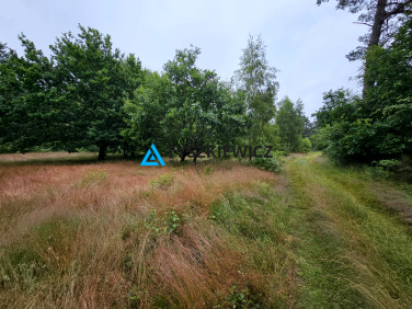 Działka leśna Chłapowo