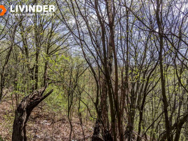 Działka leśna Grodzisko