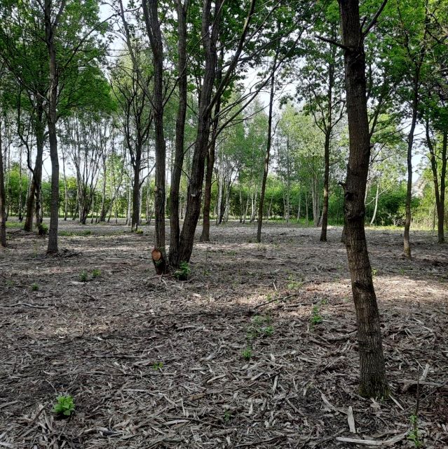 Działka budowlana Słubica Dobra