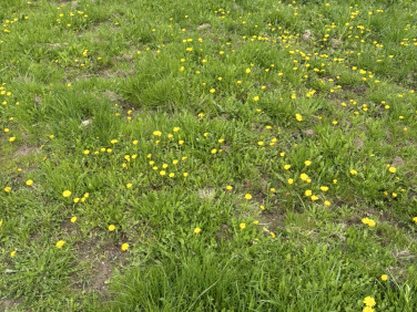 Działka budowlana Rączna