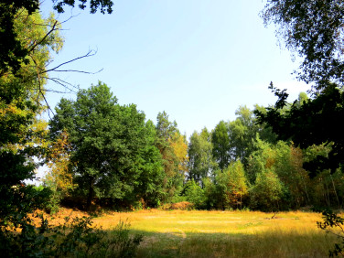 Działka budowlana Wodzisław Śląski