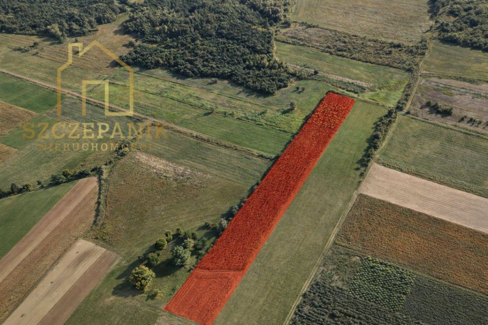 Działka leśna Cetula