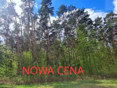 Działka Sękocin-Las