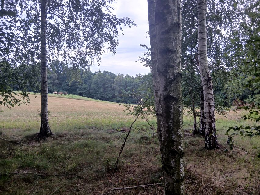 Działka przy lesie