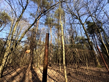 Działka Siestrzeń