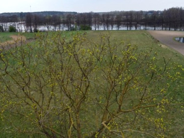 Działka rolna Tynwałd