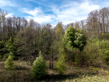 Działka budowlana Borszewice Cmentarne