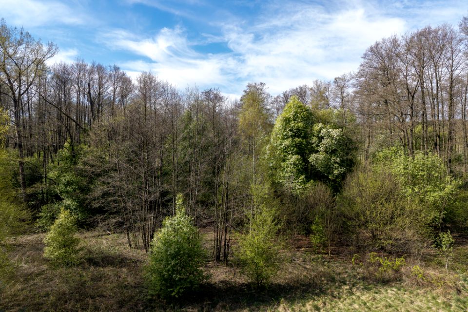 Działka budowlana Borszewice Cmentarne