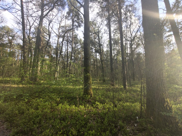 Działka inna Wilkowyja