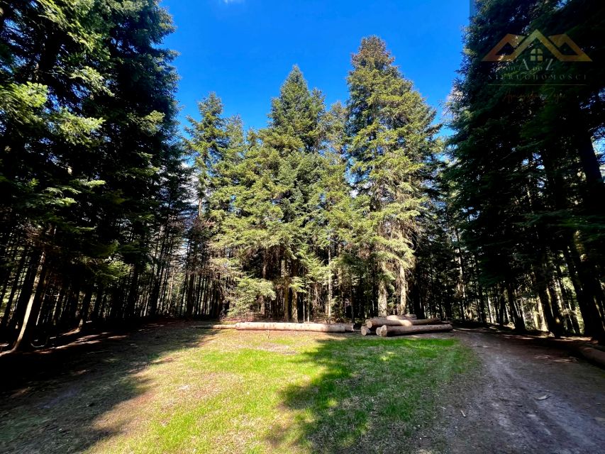 Działka leśna Czermna