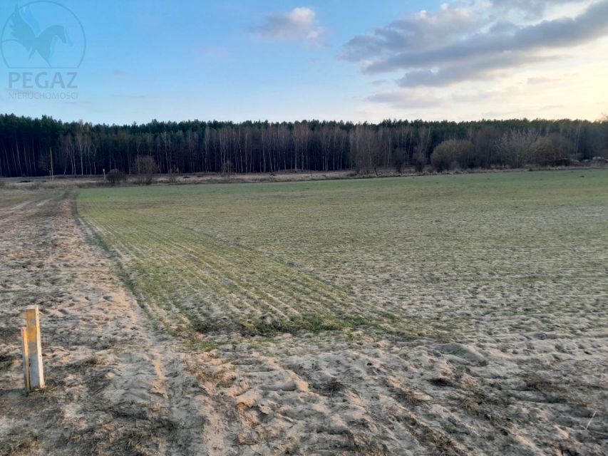 Działka budowlana Trzciel