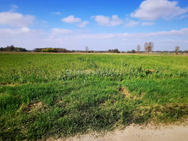 Działka budowlana Krasowice