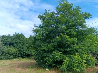 Działka budowlana Jejkowice