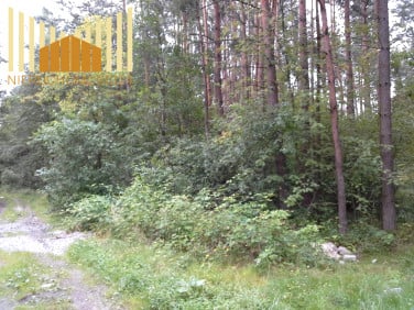 Działka leśna Brzóze sprzedam