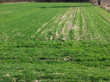 Działka budowlana Mrozy