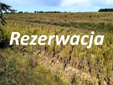 Działka Kamienica