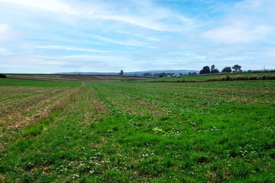 Sprzedam działkę Sieciechowice - 1 140 m²