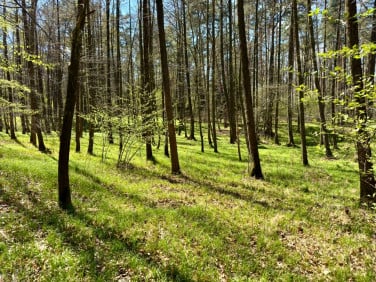 Działka Rybnik