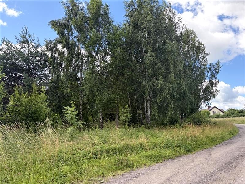 Działka siedliskowa Drzewina