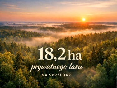 Działka leśna Borkowo Kościelne