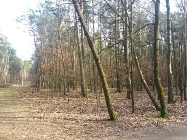 Działka leśna Władysławów