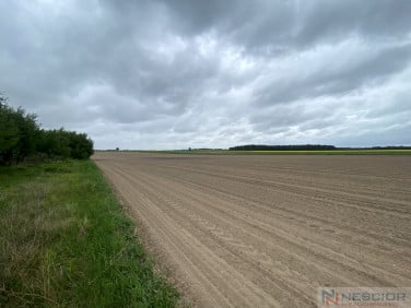 Działka budowlana Borki Siedleckie