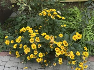 Mieszkanie Kielce