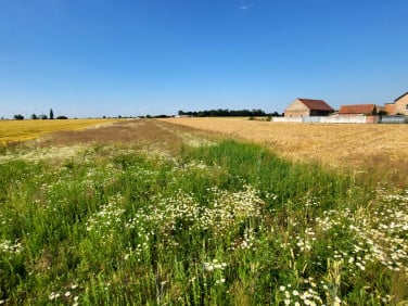 Działka siedliskowa Miejska Górka