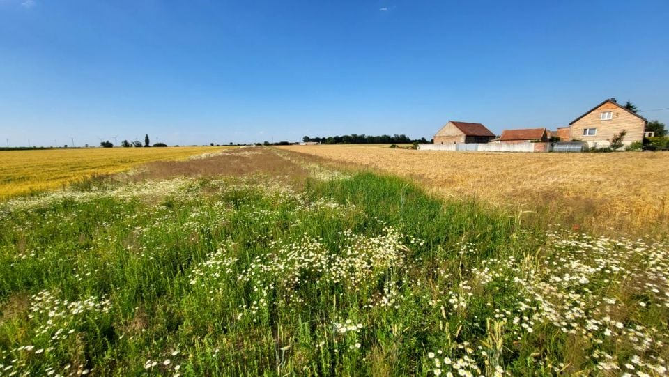 Działka siedliskowa Miejska Górka