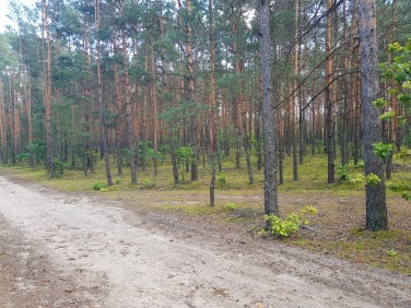 Działka leśna Ponurzyca sprzedam