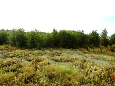 Działka Klimki