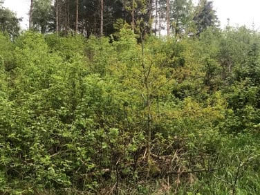 Działka budowlana Koleczkowo
