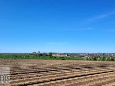 Działka Proszowice
