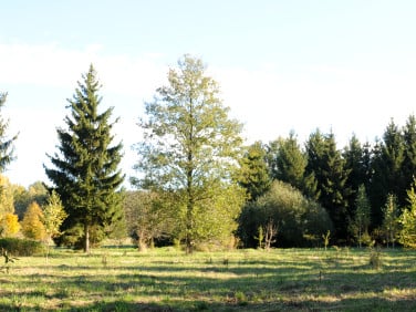 Działka siedliskowa Grzegorzewice