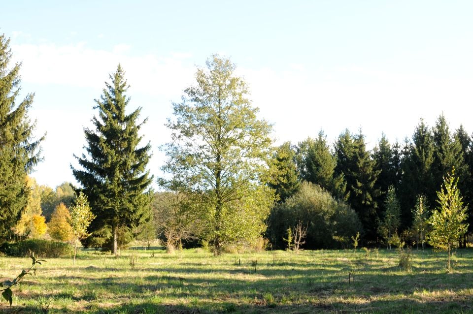Działka siedliskowa Grzegorzewice