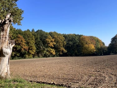 Działka Nasiechowice