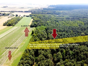 Działka leśna Krzyżanówka