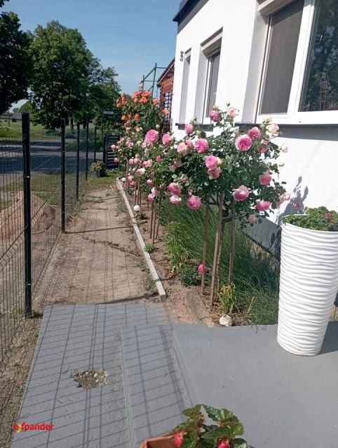 Zdjęcie 3