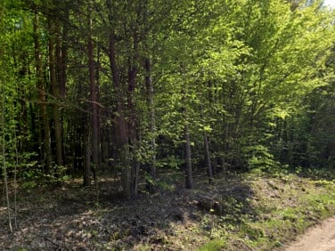 Działka leśna Kamianka